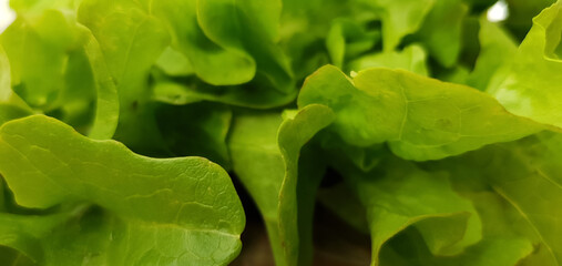 Lettuce leaves. Background, texture