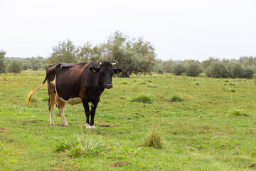 Fototapeta premium Rural cows graze on a green meadow. Rural life. Animals. agricultural country