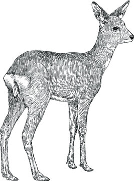 doe deer, hand drawn illustration