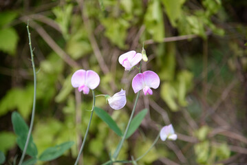Lathyrus odoratus 'Painted Lady' (Sweet Pea)