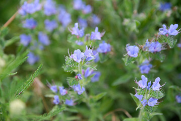 Fototapeta premium Echium plantagineum, commonly known as Purp
