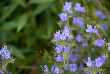 Echium plantagineum, commonly known as Purp