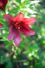 red lily in the garden