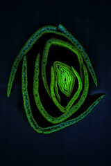 leek closeup