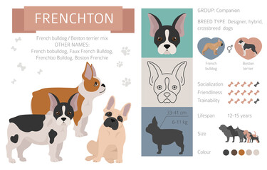 Designer dogs, crossbreed, hybrid mix pooches collection isolated on white. Frenchton flat style clipart infographic
