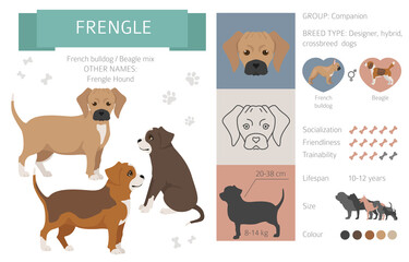 Designer dogs, crossbreed, hybrid mix pooches collection isolated on white. Frengle flat style clipart infographic