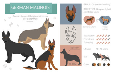 Designer dogs, crossbreed, hybrid mix pooches collection isolated on white. German malinois flat style clipart infographic