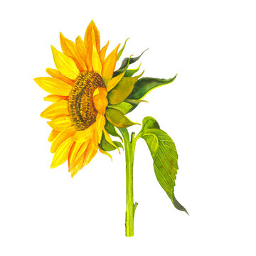 Yellow sunflower, watercolor on a white background. Sunshine, sunny flower.