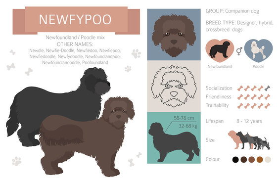 Designer dogs, crossbreed, hybrid mix pooches collection isolated on white. Newfypoo flat style clipart infographic