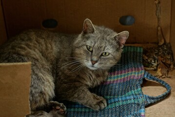one gray stray cat lies in a brown paper box on the street