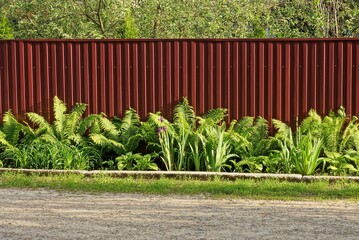long red metal fence wall overgrown with green grass and fern on the street by the road © butus