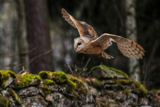 A moody winter photo, an owl flying over the tombstones of the old abandoned cemetery. Barn Owl, Tyto alba
