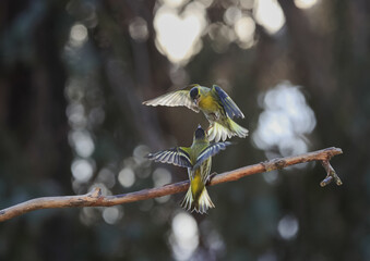 Little angels. A romantic photo of two yellow-green singing birds in air dancing, A breathtaking symphony of motion, colors and backlight contrasts. European Greenfinch, Carduelis Chloris.