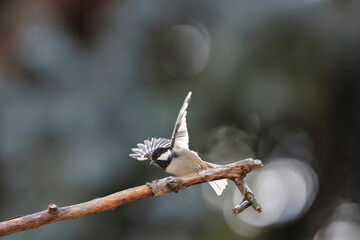 Close-up portrait of songbird on a twig in a strong backlight on neutral background and wonderful bokeh. Coat Tit, Periparus ater. Czech Republic.