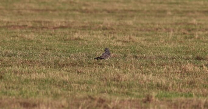 envol d'un busard cendr&eacute; (circus pygargus) d'une prairie fauch&eacute;e