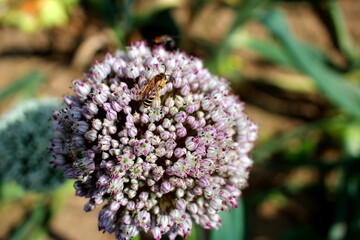 Schwebfliege auf der weiß lila farbigen Blüte einer Zwiebelpflanze