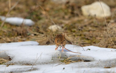 Funny photo. Good bye too everyone!  Apodemus microps, also incorrectly called Apodemus uralensis cimrmani. Czech Republic