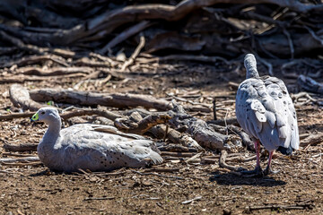 Fototapeta premium Water bird goose at a little lake in the wilderness of Australia at a hot and sunny day.