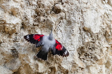 Mountain flying jewel, jumping on a rock looking for beetles and other bugs. Grey bird with red...