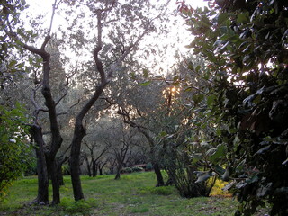 Blütenreigen in der Toskana