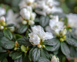 white azalea flowers close up, extremelly shallow depth of field