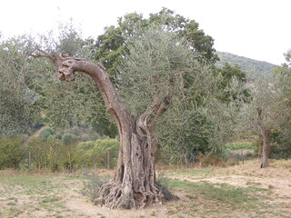 Olivenbaum