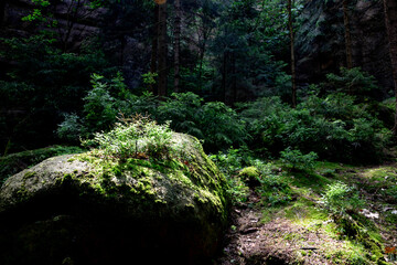 Obraz premium Sächsische Schweiz im Elbsandsteingebirge, Schrammsteine