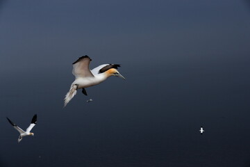 Close-up portrait of great white colorful seabird, flying on contrast bacground. Northern Gannet, Morus bassanus.