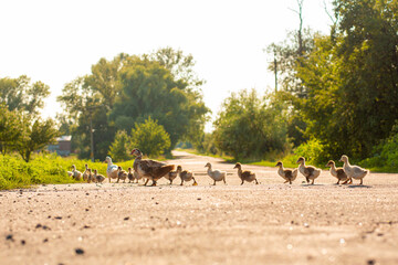 Obraz premium A duck leads its ducklings across the road. Mother duck with little ducklings.