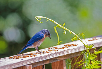A single male Bluebird feeds on mealworms with a light green background. 