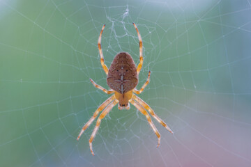 Spinne im Netz