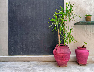 bordeaux vases and vibrant green plants in internal yard with grey wall, space for text