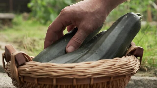 Close up man's hand Puts Zucchini Squash in wooden basket Harvesting at home plant garden.