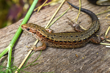 lizard on a rock
