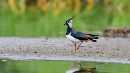 Close-up portrait of beautiful wader in a natural envirnment. Northern Lapwing, Vanellus vanellus.