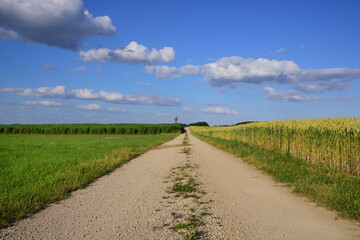 Fototapeta na wymiar A broken road leads through grain fields to the horizon against a blue sky