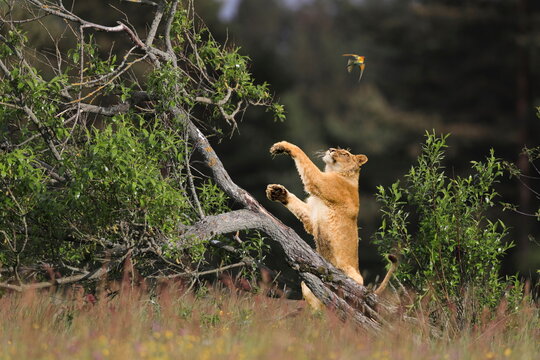 The young lioness in the playing jumps up to a small colorful bird. Funny photo of top predator in a natural environment. Lion, Panthera Leo and Bee-eater, Merops apiaster.