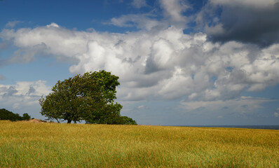 Fototapeta na wymiar Ausblick auf den Horizont auf der dänischen Insel Bornholm mit einem grünen Baum und gelben Feldern, blauem Himmel und einer großen grauen Wolke.