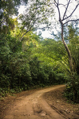 Obraz premium Dirt road in the brazilian forest