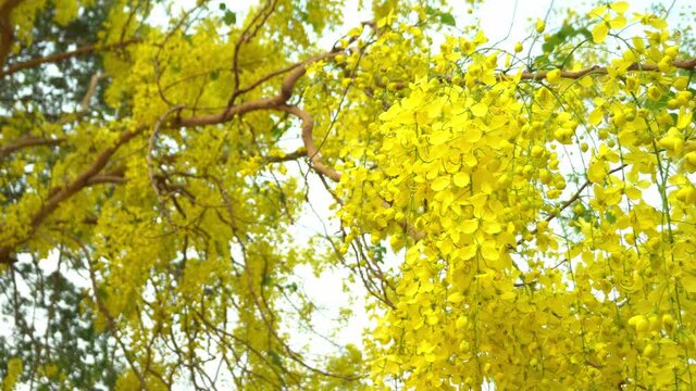 yellow Cassia fistula flower