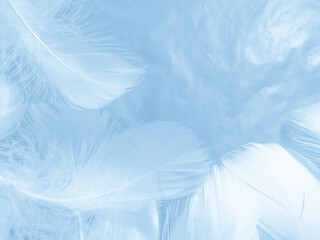 Beautiful abstract colorful blue feathers on white background and soft white feather texture on blue pattern and blue background, feather background, blue banners