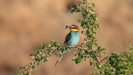 Close-up portrait of Bee-eater sitting on the tree with a caught bee in the beak. Flying jewel. European Bee-eater, Merops apiaster