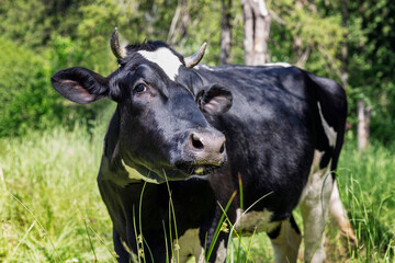 A cow grazes in the grass on the nature. Symbol of the year 2021 according to the Chinese calendar. Close-up.