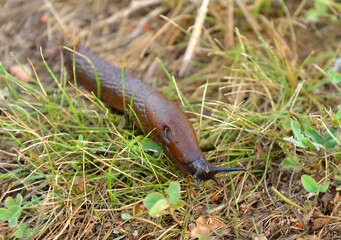 Funny Slug, common name for apparently shell-less terrestrial gastropod mollusc. Arion lusitanicus. Focus on head