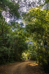 Obraz premium Dirt road in the brazilian forest