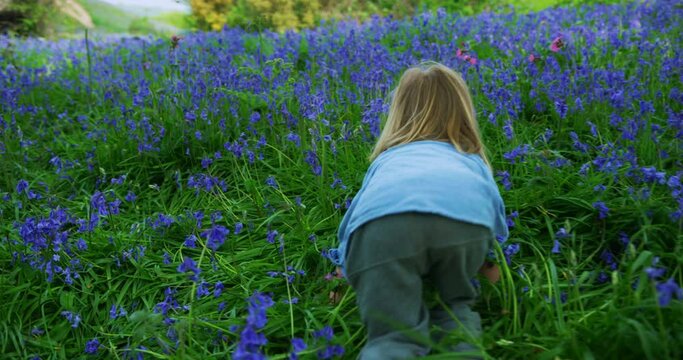 Preschooler walking and running in meadow of bluebells