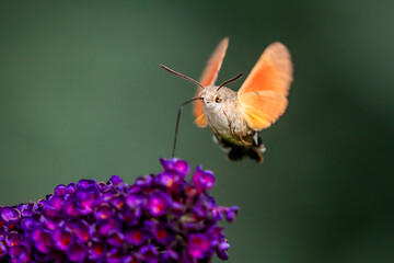 Summer poetic photo. Hummingbird hawk-moth floats around flowering summer lilac (butterfly bush) and sucks a nectar. Macroglossum stellatarum, Buddleia davidii.