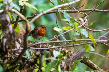 European Robin Erithacus Rubecula O Seixo Mugardos Galicia