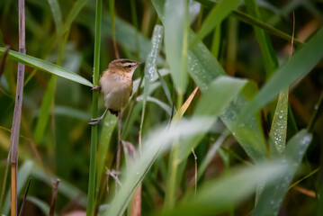 Sedge warbler bird, Acrocephalus schoenobaenus at Lubana lake, Latvia.