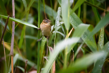Sedge warbler bird, Acrocephalus schoenobaenus at Lubana lake, Latvia.